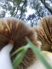 Bolbitius titubans