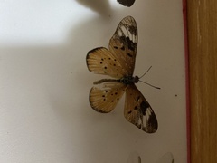 Acraea encedon encedon