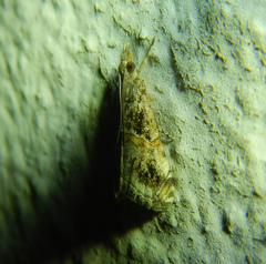 Euchromius cambridgei