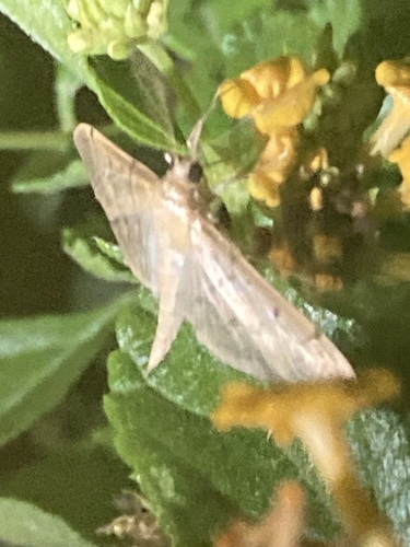 Southern Beet Webworm Moth photo 6