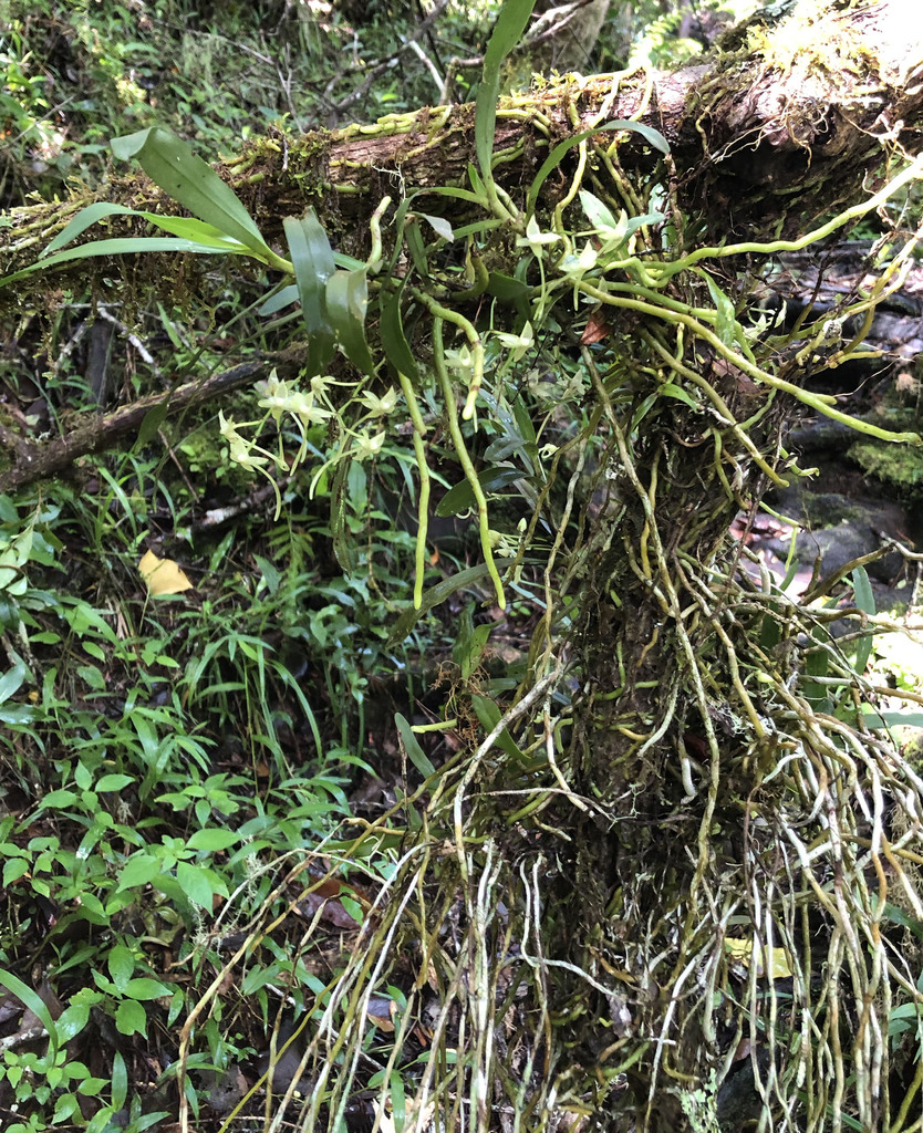 Angraecum pauciramosum