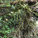 Angraecum pauciramosum - Photo (c) Vincent Porcher, some rights reserved (CC BY-NC), uploaded by Vincent Porcher
