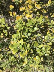 Cryptocarya alba