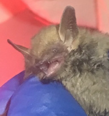 Perimyotis subflavus