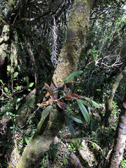 Bulbophyllum