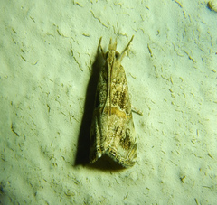 Euchromius cambridgei