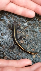 Triturus carnifex