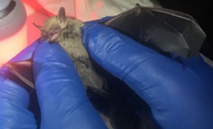 Perimyotis subflavus