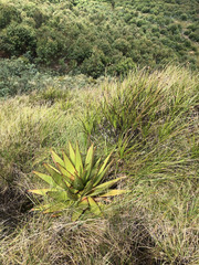 Aloe conifera