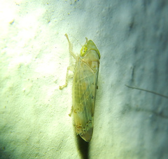 Deltocephalinae