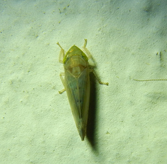 Deltocephalinae