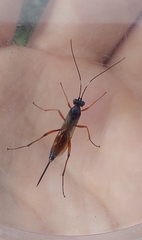 Agrothereutina