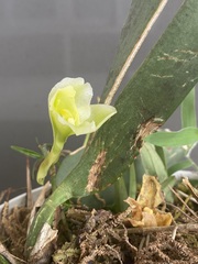 Rodriguezia granadensis