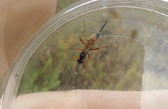 Agrothereutina