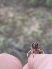 Melanoplus lakinus
