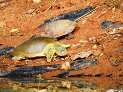 Melanochelys trijuga