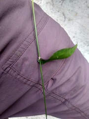 Megastachya mucronata