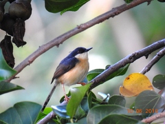 Prinia socialis