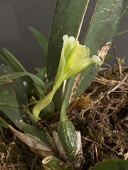 Rodriguezia granadensis