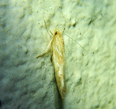 Cosmopterigidae