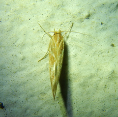 Cosmopterigidae