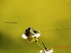 Melanochelys trijuga