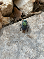 Phanaeus difformis