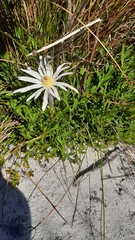 Knowltonia tenuifolia