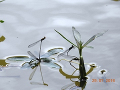 Pseudagrion rubriceps