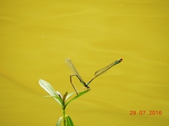 Pseudagrion rubriceps