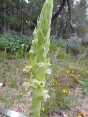 Dichromanthus michuacanus