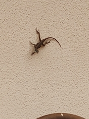 Tropidurus torquatus