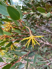 Eucalyptus lehmannii