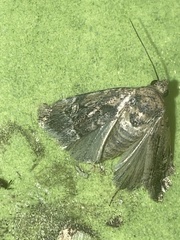 Elaphria chalcedonia