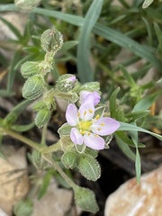 Spergularia media