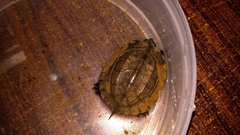 Melanochelys trijuga