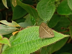 Mycalesis perseoides