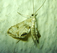 Cataclysta lemnata