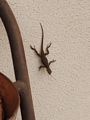 Tropidurus torquatus