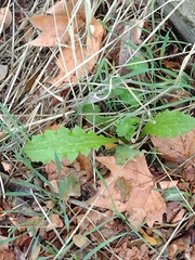 Carduus pycnocephalus