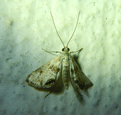 Cataclysta lemnata