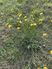 Hypochaeris radicata