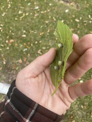 Pachypsylla celtidismamma