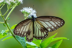 Ideopsis vitrea