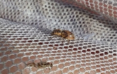 Andrion regensteinense