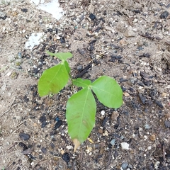 Melicoccus bijugatus