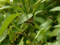 Riptortus linearis