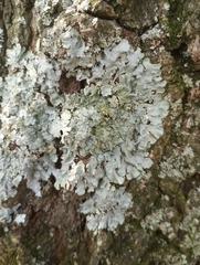 Punctelia missouriensis