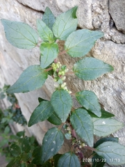 Parietaria judaica