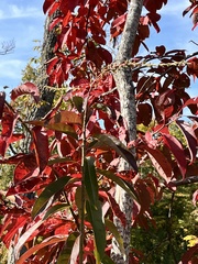Oxydendrum